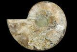 Cut & Polished Ammonite Fossil (Half) - Madagascar #157957-1